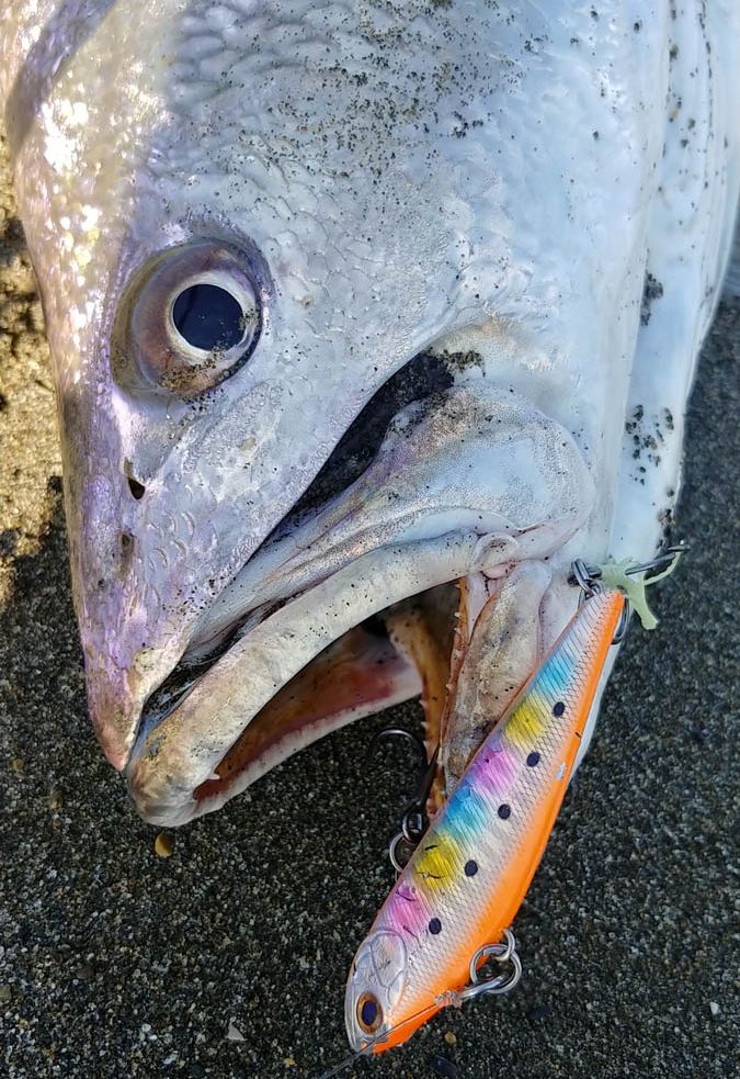 宮崎の海釣り 436 Light fishing in the brackish waters of Nichinan